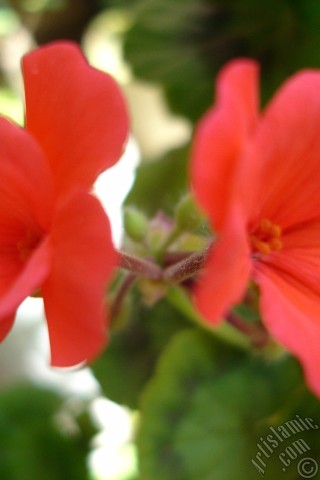 A mobile wallpaper and MMS picture for Apple iPhone 7s, 6s, 5s, 4s, Plus, iPods, iPads, New iPads, Samsung Galaxy S Series and Notes, Sony Ericsson Xperia, LG Mobile Phones, Tablets and Devices: Red Colored Pelargonia -Geranium- flower.
