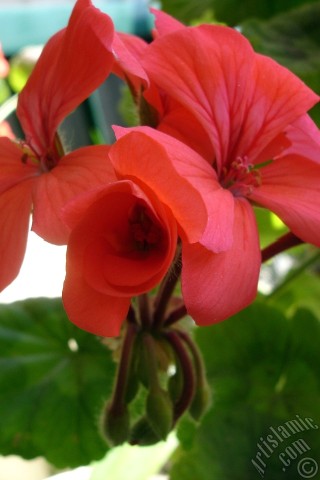 A mobile wallpaper and MMS picture for Apple iPhone 7s, 6s, 5s, 4s, Plus, iPods, iPads, New iPads, Samsung Galaxy S Series and Notes, Sony Ericsson Xperia, LG Mobile Phones, Tablets and Devices: Red Colored Pelargonia -Geranium- flower.
