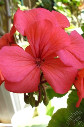 A mobile wallpaper and MMS picture for Apple iPhone 7s, 6s, 5s, 4s, Plus, iPods, iPads, New iPads, Samsung Galaxy S Series and Notes, Sony Ericsson Xperia, LG Mobile Phones, Tablets and Devices: Red Colored Pelargonia -Geranium- flower.
