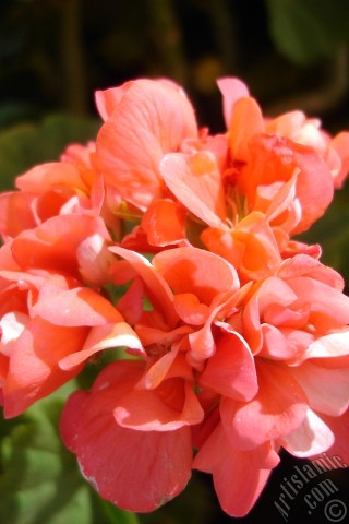 A mobile wallpaper and MMS picture for Apple iPhone 7s, 6s, 5s, 4s, Plus, iPods, iPads, New iPads, Samsung Galaxy S Series and Notes, Sony Ericsson Xperia, LG Mobile Phones, Tablets and Devices: Red Colored Pelargonia -Geranium- flower.
