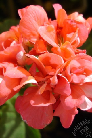 A mobile wallpaper and MMS picture for Apple iPhone 7s, 6s, 5s, 4s, Plus, iPods, iPads, New iPads, Samsung Galaxy S Series and Notes, Sony Ericsson Xperia, LG Mobile Phones, Tablets and Devices: Red Colored Pelargonia -Geranium- flower.
