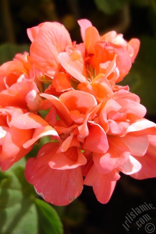 A mobile wallpaper and MMS picture for Apple iPhone 7s, 6s, 5s, 4s, Plus, iPods, iPads, New iPads, Samsung Galaxy S Series and Notes, Sony Ericsson Xperia, LG Mobile Phones, Tablets and Devices: Red Colored Pelargonia -Geranium- flower.
