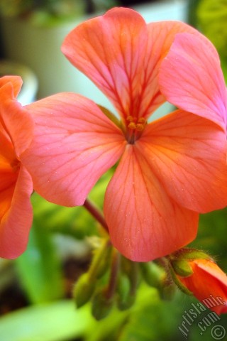 A mobile wallpaper and MMS picture for Apple iPhone 7s, 6s, 5s, 4s, Plus, iPods, iPads, New iPads, Samsung Galaxy S Series and Notes, Sony Ericsson Xperia, LG Mobile Phones, Tablets and Devices: Red Colored Pelargonia -Geranium- flower.
