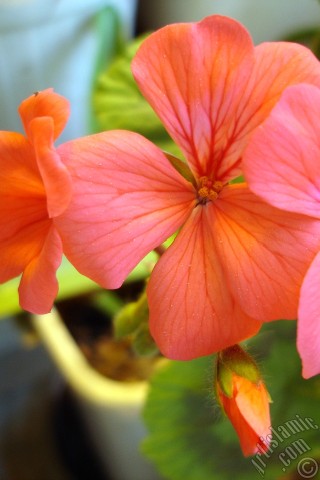 A mobile wallpaper and MMS picture for Apple iPhone 7s, 6s, 5s, 4s, Plus, iPods, iPads, New iPads, Samsung Galaxy S Series and Notes, Sony Ericsson Xperia, LG Mobile Phones, Tablets and Devices: Red Colored Pelargonia -Geranium- flower.
