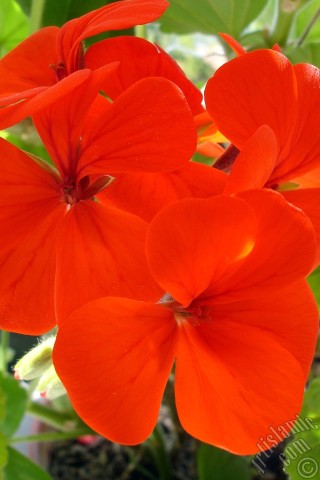 A mobile wallpaper and MMS picture for Apple iPhone 7s, 6s, 5s, 4s, Plus, iPods, iPads, New iPads, Samsung Galaxy S Series and Notes, Sony Ericsson Xperia, LG Mobile Phones, Tablets and Devices: Red Colored Pelargonia -Geranium- flower.
