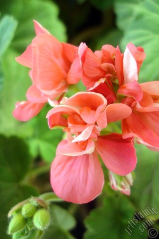A mobile wallpaper and MMS picture for Apple iPhone 7s, 6s, 5s, 4s, Plus, iPods, iPads, New iPads, Samsung Galaxy S Series and Notes, Sony Ericsson Xperia, LG Mobile Phones, Tablets and Devices: Red Colored Pelargonia -Geranium- flower.
