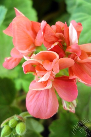 A mobile wallpaper and MMS picture for Apple iPhone 7s, 6s, 5s, 4s, Plus, iPods, iPads, New iPads, Samsung Galaxy S Series and Notes, Sony Ericsson Xperia, LG Mobile Phones, Tablets and Devices: Red Colored Pelargonia -Geranium- flower.
