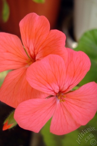 A mobile wallpaper and MMS picture for Apple iPhone 7s, 6s, 5s, 4s, Plus, iPods, iPads, New iPads, Samsung Galaxy S Series and Notes, Sony Ericsson Xperia, LG Mobile Phones, Tablets and Devices: Red Colored Pelargonia -Geranium- flower.
