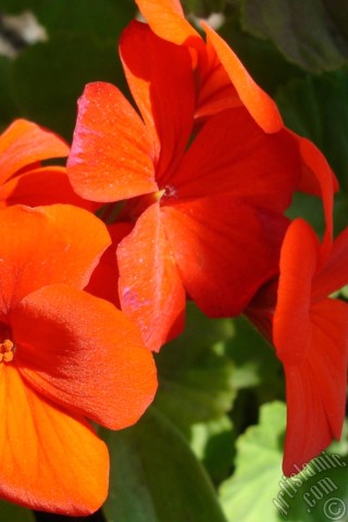 A mobile wallpaper and MMS picture for Apple iPhone 7s, 6s, 5s, 4s, Plus, iPods, iPads, New iPads, Samsung Galaxy S Series and Notes, Sony Ericsson Xperia, LG Mobile Phones, Tablets and Devices: Red Colored Pelargonia -Geranium- flower.
