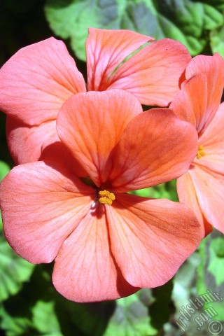 A mobile wallpaper and MMS picture for Apple iPhone 7s, 6s, 5s, 4s, Plus, iPods, iPads, New iPads, Samsung Galaxy S Series and Notes, Sony Ericsson Xperia, LG Mobile Phones, Tablets and Devices: Red Colored Pelargonia -Geranium- flower.
