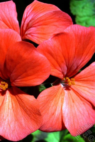 A mobile wallpaper and MMS picture for Apple iPhone 7s, 6s, 5s, 4s, Plus, iPods, iPads, New iPads, Samsung Galaxy S Series and Notes, Sony Ericsson Xperia, LG Mobile Phones, Tablets and Devices: Red Colored Pelargonia -Geranium- flower.
