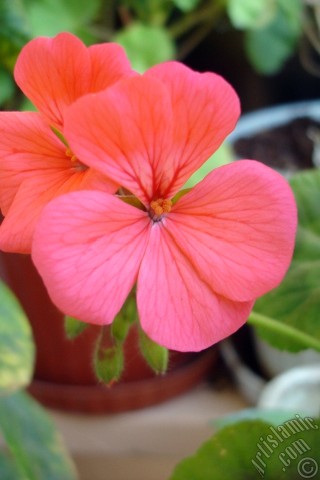 A mobile wallpaper and MMS picture for Apple iPhone 7s, 6s, 5s, 4s, Plus, iPods, iPads, New iPads, Samsung Galaxy S Series and Notes, Sony Ericsson Xperia, LG Mobile Phones, Tablets and Devices: Red Colored Pelargonia -Geranium- flower.
