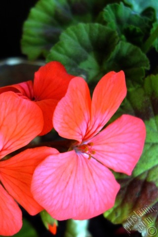 A mobile wallpaper and MMS picture for Apple iPhone 7s, 6s, 5s, 4s, Plus, iPods, iPads, New iPads, Samsung Galaxy S Series and Notes, Sony Ericsson Xperia, LG Mobile Phones, Tablets and Devices: Red Colored Pelargonia -Geranium- flower.
