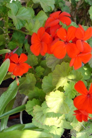 A mobile wallpaper and MMS picture for Apple iPhone 7s, 6s, 5s, 4s, Plus, iPods, iPads, New iPads, Samsung Galaxy S Series and Notes, Sony Ericsson Xperia, LG Mobile Phones, Tablets and Devices: Red Colored Pelargonia -Geranium- flower.
