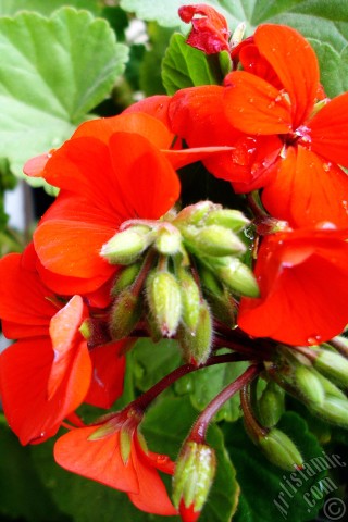 A mobile wallpaper and MMS picture for Apple iPhone 7s, 6s, 5s, 4s, Plus, iPods, iPads, New iPads, Samsung Galaxy S Series and Notes, Sony Ericsson Xperia, LG Mobile Phones, Tablets and Devices: Red Colored Pelargonia -Geranium- flower.
