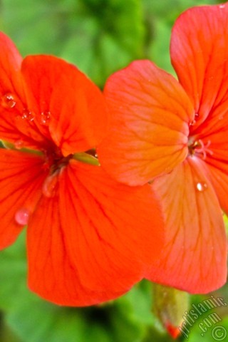 A mobile wallpaper and MMS picture for Apple iPhone 7s, 6s, 5s, 4s, Plus, iPods, iPads, New iPads, Samsung Galaxy S Series and Notes, Sony Ericsson Xperia, LG Mobile Phones, Tablets and Devices: Red Colored Pelargonia -Geranium- flower.
