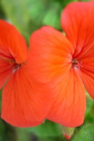 A mobile wallpaper and MMS picture for Apple iPhone 7s, 6s, 5s, 4s, Plus, iPods, iPads, New iPads, Samsung Galaxy S Series and Notes, Sony Ericsson Xperia, LG Mobile Phones, Tablets and Devices: Red Colored Pelargonia -Geranium- flower.
