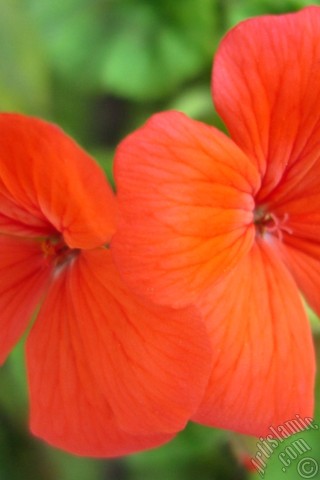 A mobile wallpaper and MMS picture for Apple iPhone 7s, 6s, 5s, 4s, Plus, iPods, iPads, New iPads, Samsung Galaxy S Series and Notes, Sony Ericsson Xperia, LG Mobile Phones, Tablets and Devices: Red Colored Pelargonia -Geranium- flower.
