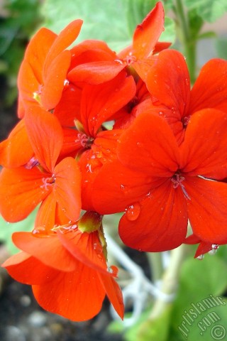 A mobile wallpaper and MMS picture for Apple iPhone 7s, 6s, 5s, 4s, Plus, iPods, iPads, New iPads, Samsung Galaxy S Series and Notes, Sony Ericsson Xperia, LG Mobile Phones, Tablets and Devices: Red Colored Pelargonia -Geranium- flower.
