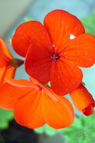 A mobile wallpaper and MMS picture for Apple iPhone 7s, 6s, 5s, 4s, Plus, iPods, iPads, New iPads, Samsung Galaxy S Series and Notes, Sony Ericsson Xperia, LG Mobile Phones, Tablets and Devices: Red Colored Pelargonia -Geranium- flower.
