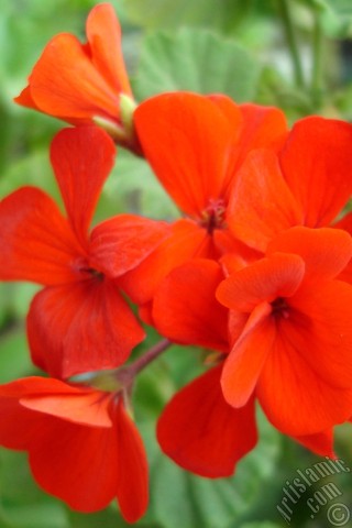 A mobile wallpaper and MMS picture for Apple iPhone 7s, 6s, 5s, 4s, Plus, iPods, iPads, New iPads, Samsung Galaxy S Series and Notes, Sony Ericsson Xperia, LG Mobile Phones, Tablets and Devices: Red Colored Pelargonia -Geranium- flower.
