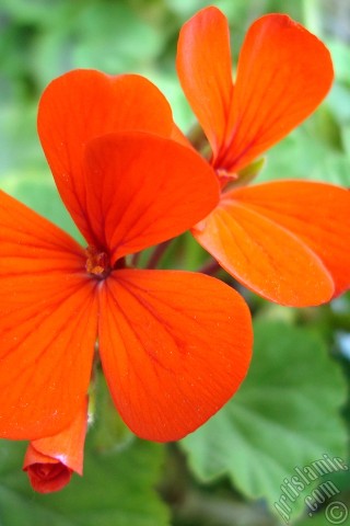 A mobile wallpaper and MMS picture for Apple iPhone 7s, 6s, 5s, 4s, Plus, iPods, iPads, New iPads, Samsung Galaxy S Series and Notes, Sony Ericsson Xperia, LG Mobile Phones, Tablets and Devices: Red Colored Pelargonia -Geranium- flower.
