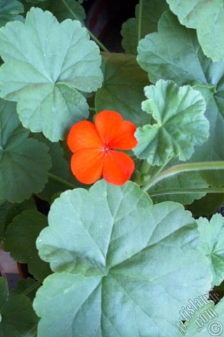 A mobile wallpaper and MMS picture for Apple iPhone 7s, 6s, 5s, 4s, Plus, iPods, iPads, New iPads, Samsung Galaxy S Series and Notes, Sony Ericsson Xperia, LG Mobile Phones, Tablets and Devices: Red Colored Pelargonia -Geranium- flower.
