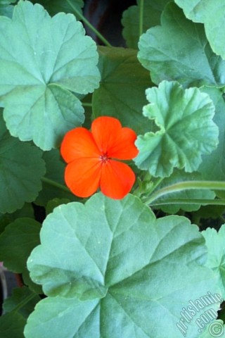 A mobile wallpaper and MMS picture for Apple iPhone 7s, 6s, 5s, 4s, Plus, iPods, iPads, New iPads, Samsung Galaxy S Series and Notes, Sony Ericsson Xperia, LG Mobile Phones, Tablets and Devices: Red Colored Pelargonia -Geranium- flower.
