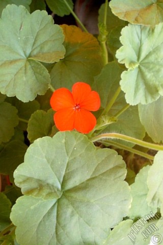 A mobile wallpaper and MMS picture for Apple iPhone 7s, 6s, 5s, 4s, Plus, iPods, iPads, New iPads, Samsung Galaxy S Series and Notes, Sony Ericsson Xperia, LG Mobile Phones, Tablets and Devices: Red Colored Pelargonia -Geranium- flower.
