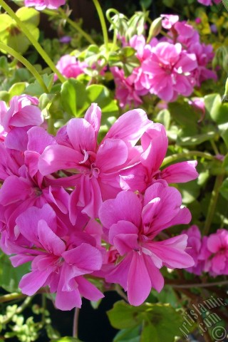 A mobile wallpaper and MMS picture for Apple iPhone 7s, 6s, 5s, 4s, Plus, iPods, iPads, New iPads, Samsung Galaxy S Series and Notes, Sony Ericsson Xperia, LG Mobile Phones, Tablets and Devices: Pink Colored Pelargonia -Geranium- flower.
