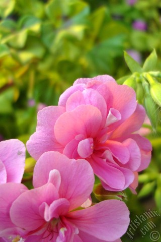 A mobile wallpaper and MMS picture for Apple iPhone 7s, 6s, 5s, 4s, Plus, iPods, iPads, New iPads, Samsung Galaxy S Series and Notes, Sony Ericsson Xperia, LG Mobile Phones, Tablets and Devices: Pink Colored Pelargonia -Geranium- flower.
