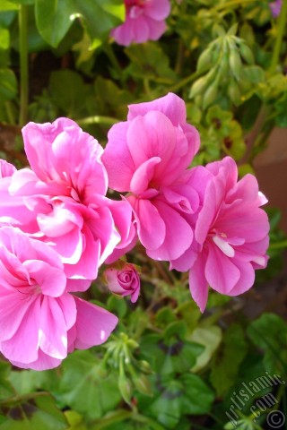 A mobile wallpaper and MMS picture for Apple iPhone 7s, 6s, 5s, 4s, Plus, iPods, iPads, New iPads, Samsung Galaxy S Series and Notes, Sony Ericsson Xperia, LG Mobile Phones, Tablets and Devices: Pink Colored Pelargonia -Geranium- flower.
