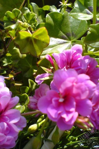 A mobile wallpaper and MMS picture for Apple iPhone 7s, 6s, 5s, 4s, Plus, iPods, iPads, New iPads, Samsung Galaxy S Series and Notes, Sony Ericsson Xperia, LG Mobile Phones, Tablets and Devices: Pink Colored Pelargonia -Geranium- flower.
