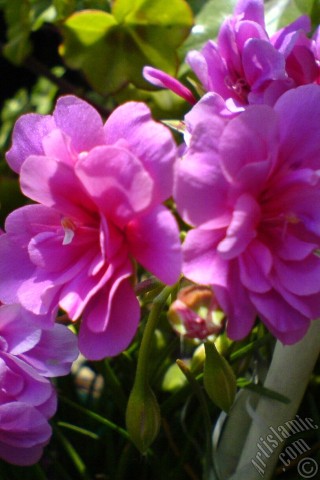 A mobile wallpaper and MMS picture for Apple iPhone 7s, 6s, 5s, 4s, Plus, iPods, iPads, New iPads, Samsung Galaxy S Series and Notes, Sony Ericsson Xperia, LG Mobile Phones, Tablets and Devices: Pink Colored Pelargonia -Geranium- flower.
