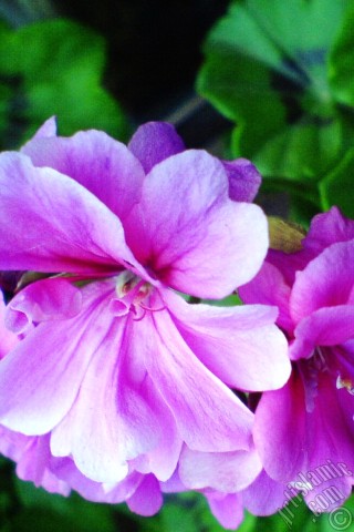 A mobile wallpaper and MMS picture for Apple iPhone 7s, 6s, 5s, 4s, Plus, iPods, iPads, New iPads, Samsung Galaxy S Series and Notes, Sony Ericsson Xperia, LG Mobile Phones, Tablets and Devices: Pink Colored Pelargonia -Geranium- flower.
