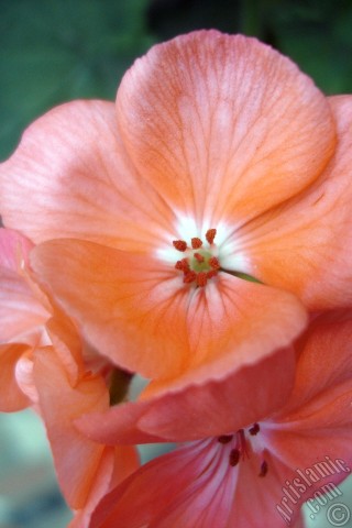 A mobile wallpaper and MMS picture for Apple iPhone 7s, 6s, 5s, 4s, Plus, iPods, iPads, New iPads, Samsung Galaxy S Series and Notes, Sony Ericsson Xperia, LG Mobile Phones, Tablets and Devices: Pink Colored Pelargonia -Geranium- flower.
