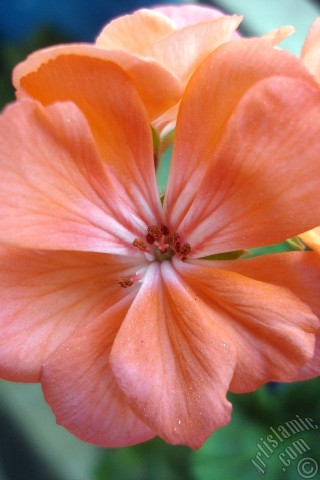 A mobile wallpaper and MMS picture for Apple iPhone 7s, 6s, 5s, 4s, Plus, iPods, iPads, New iPads, Samsung Galaxy S Series and Notes, Sony Ericsson Xperia, LG Mobile Phones, Tablets and Devices: Pink Colored Pelargonia -Geranium- flower.
