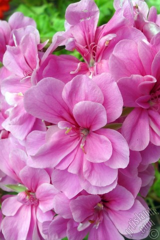 A mobile wallpaper and MMS picture for Apple iPhone 7s, 6s, 5s, 4s, Plus, iPods, iPads, New iPads, Samsung Galaxy S Series and Notes, Sony Ericsson Xperia, LG Mobile Phones, Tablets and Devices: Pink Colored Pelargonia -Geranium- flower.
