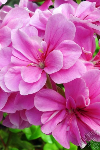 A mobile wallpaper and MMS picture for Apple iPhone 7s, 6s, 5s, 4s, Plus, iPods, iPads, New iPads, Samsung Galaxy S Series and Notes, Sony Ericsson Xperia, LG Mobile Phones, Tablets and Devices: Pink Colored Pelargonia -Geranium- flower.
