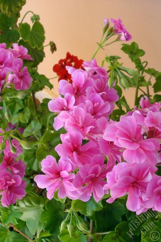 A mobile wallpaper and MMS picture for Apple iPhone 7s, 6s, 5s, 4s, Plus, iPods, iPads, New iPads, Samsung Galaxy S Series and Notes, Sony Ericsson Xperia, LG Mobile Phones, Tablets and Devices: Pink Colored Pelargonia -Geranium- flower.
