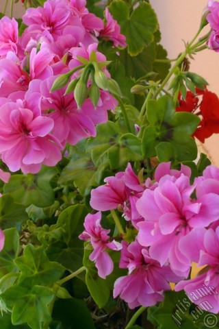 A mobile wallpaper and MMS picture for Apple iPhone 7s, 6s, 5s, 4s, Plus, iPods, iPads, New iPads, Samsung Galaxy S Series and Notes, Sony Ericsson Xperia, LG Mobile Phones, Tablets and Devices: Pink Colored Pelargonia -Geranium- flower.
