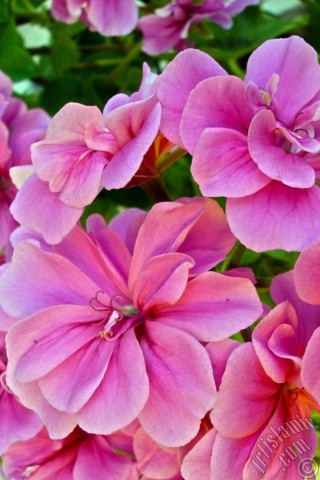 A mobile wallpaper and MMS picture for Apple iPhone 7s, 6s, 5s, 4s, Plus, iPods, iPads, New iPads, Samsung Galaxy S Series and Notes, Sony Ericsson Xperia, LG Mobile Phones, Tablets and Devices: Pink Colored Pelargonia -Geranium- flower.
