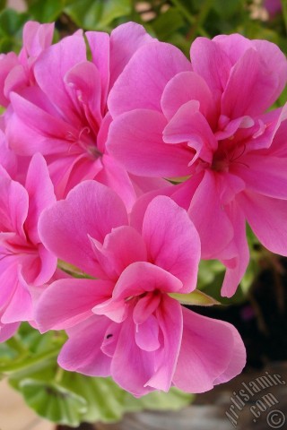 A mobile wallpaper and MMS picture for Apple iPhone 7s, 6s, 5s, 4s, Plus, iPods, iPads, New iPads, Samsung Galaxy S Series and Notes, Sony Ericsson Xperia, LG Mobile Phones, Tablets and Devices: Pink Colored Pelargonia -Geranium- flower.
