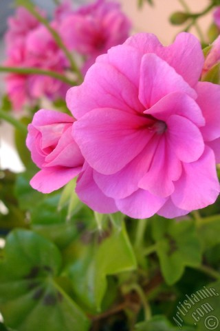 A mobile wallpaper and MMS picture for Apple iPhone 7s, 6s, 5s, 4s, Plus, iPods, iPads, New iPads, Samsung Galaxy S Series and Notes, Sony Ericsson Xperia, LG Mobile Phones, Tablets and Devices: Pink Colored Pelargonia -Geranium- flower.
