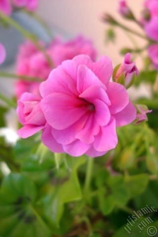 A mobile wallpaper and MMS picture for Apple iPhone 7s, 6s, 5s, 4s, Plus, iPods, iPads, New iPads, Samsung Galaxy S Series and Notes, Sony Ericsson Xperia, LG Mobile Phones, Tablets and Devices: Pink Colored Pelargonia -Geranium- flower.
