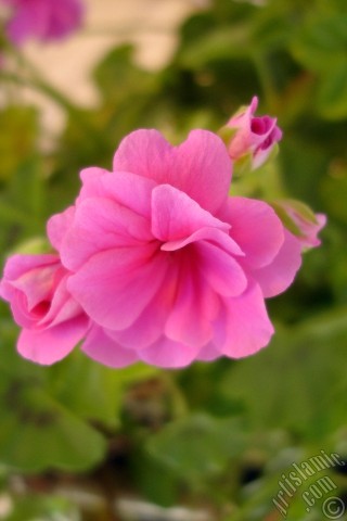 A mobile wallpaper and MMS picture for Apple iPhone 7s, 6s, 5s, 4s, Plus, iPods, iPads, New iPads, Samsung Galaxy S Series and Notes, Sony Ericsson Xperia, LG Mobile Phones, Tablets and Devices: Pink Colored Pelargonia -Geranium- flower.
