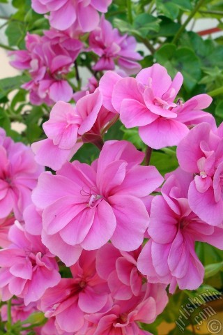 A mobile wallpaper and MMS picture for Apple iPhone 7s, 6s, 5s, 4s, Plus, iPods, iPads, New iPads, Samsung Galaxy S Series and Notes, Sony Ericsson Xperia, LG Mobile Phones, Tablets and Devices: Pink Colored Pelargonia -Geranium- flower.
