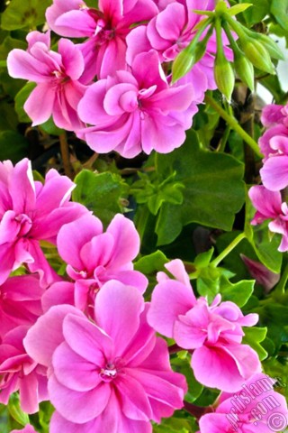 A mobile wallpaper and MMS picture for Apple iPhone 7s, 6s, 5s, 4s, Plus, iPods, iPads, New iPads, Samsung Galaxy S Series and Notes, Sony Ericsson Xperia, LG Mobile Phones, Tablets and Devices: Pink Colored Pelargonia -Geranium- flower.
