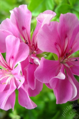 A mobile wallpaper and MMS picture for Apple iPhone 7s, 6s, 5s, 4s, Plus, iPods, iPads, New iPads, Samsung Galaxy S Series and Notes, Sony Ericsson Xperia, LG Mobile Phones, Tablets and Devices: Pink Colored Pelargonia -Geranium- flower.
