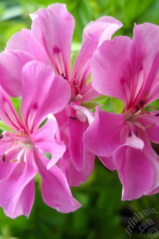 A mobile wallpaper and MMS picture for Apple iPhone 7s, 6s, 5s, 4s, Plus, iPods, iPads, New iPads, Samsung Galaxy S Series and Notes, Sony Ericsson Xperia, LG Mobile Phones, Tablets and Devices: Pink Colored Pelargonia -Geranium- flower.
